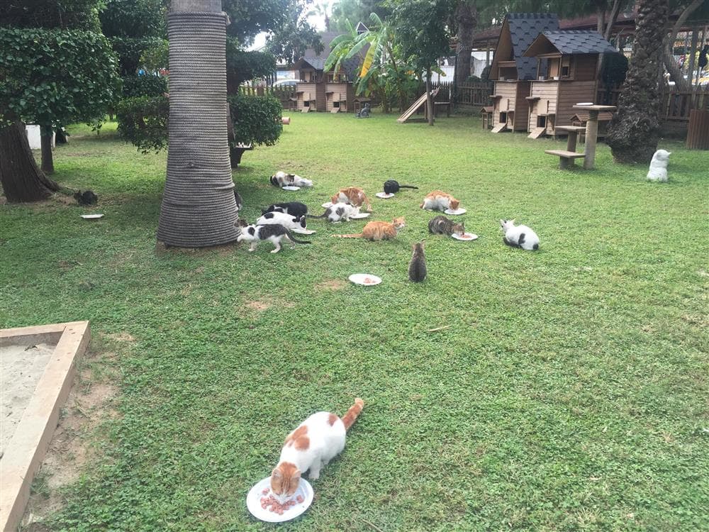 Alanya Belediyesi Kedi Parkı
